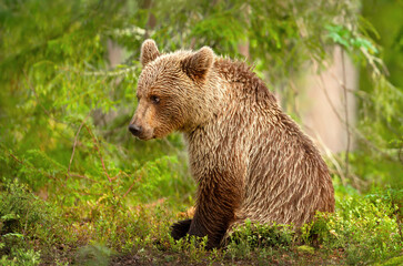 A young brown bear cub sitting peacefully in Finnish taiga forest. © giedriius