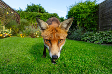 Fototapeta premium Portrait of a curious red fox standing on a green grass in urban garden