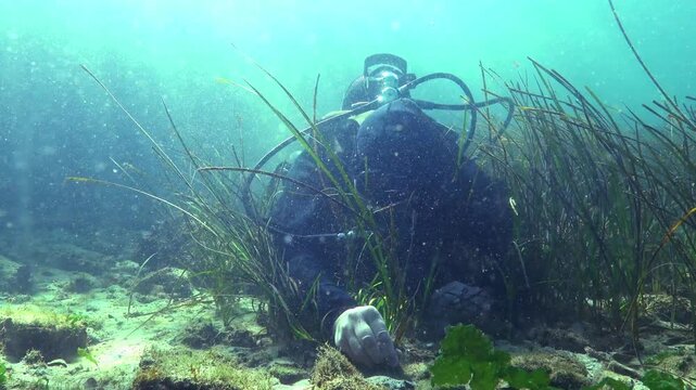 The Black Sea: a diver studies marine seagrass eelgrass (Zostera marina), collecting biological samples for scientific research