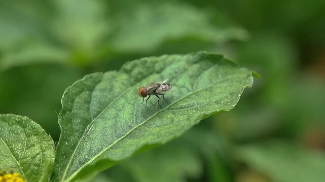 Common Fruit Fly Perched on Green Leaf, 4K Macro Slow Motion Nature Shot