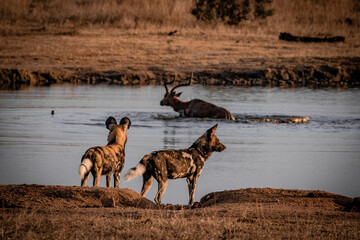 African wild dogs observing prey near waterhole, Sabi Sands South Africa © Rebekka
