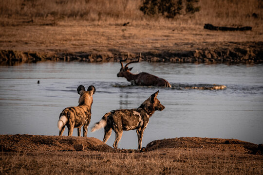 African wild dogs observing prey near waterhole, Sabi Sands South Africa