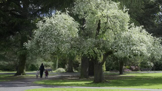 Mother and Two Young Children Walking Under Blossoming Spring Tree in Cannon Hill Park, Birmingham.
A heartwarming, high-angle shot of a mother walking with her two young children.
