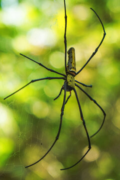 Golden Orb Weaver Spider in Web with Green Bokeh Background Tropical Wildlife Close-Up