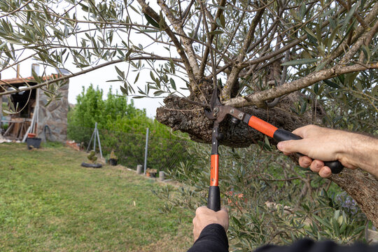 Man using heavy duty lopping shears to prune a thick branch of an olive tree in a garden