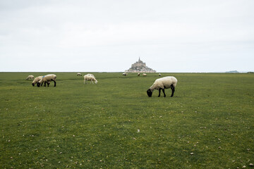 Fototapeta premium Mont-Saint-Michel, Normandie, France, Mont-Saint-Michel at low tide