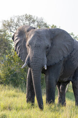 Fototapeta premium elephant looking at you