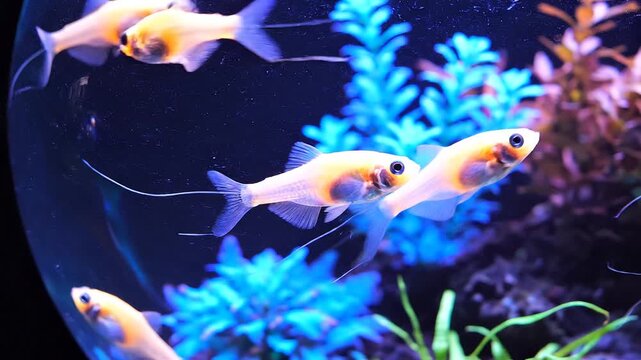 Small Orange Tropical Fish Swimming Inside a Round Glass Fishbowl with Blue Artificial Plants and Dark Background