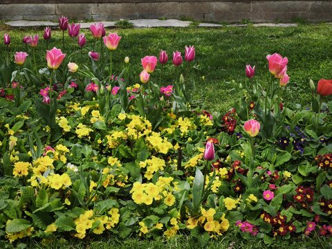 Colorful spring garden with pink tulips and yellow primrose flowers, beautiful flower bed in a park
