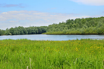 Obraz premium Spring landscape with blooming buttercups by the river. River valley with field
