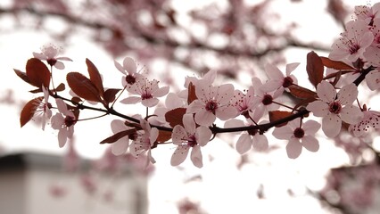Wiosenna symfonia różu: Kwitnące drzewo wiśni na tle błękitnego nieba, emanujące świeżością i delikatnością poranka, stanowiące kwintesencję budzącej się do życia natury w pełnym słońcu. © tomo81