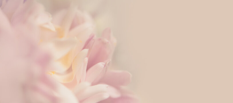 Close-up selective soft focus cream pink Flower bud, Petals. Natural smoke blur macro beige background.
