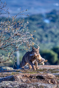 Iberian lynx in the Sierra de Andujar, Spain.