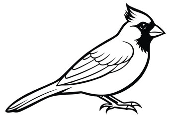 Obraz premium cardinal silhouette line art vector illustration with a white background