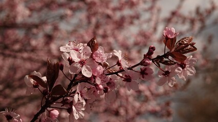 Wiosenna symfonia różu: Kwitnące drzewo wiśni na tle błękitnego nieba, emanujące świeżością i delikatnością poranka, stanowiące kwintesencję budzącej się do życia natury w pełnym słońcu. © tomo81