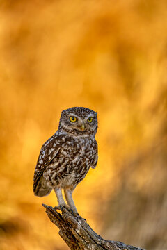 A little owl perched on a tree trunk.