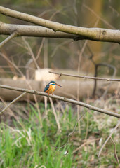 Zimorodek zwyczajny (Alcedo atthis) siedzący na gałęzi nad rzeką, scena dzikiej przyrody © MarcinRoj.Fotografia
