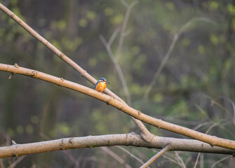Zimorodek zwyczajny (Alcedo atthis) siedzący na gałęzi nad rzeką, scena dzikiej przyrody © MarcinRoj.Fotografia