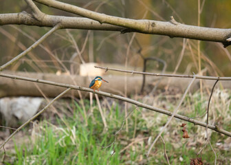 Zimorodek zwyczajny (Alcedo atthis) siedzący na gałęzi nad rzeką, scena dzikiej przyrody © MarcinRoj.Fotografia