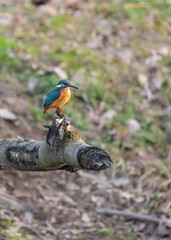 Zimorodek zwyczajny (Alcedo atthis) siedzący na gałęzi nad rzeką, scena dzikiej przyrody © MarcinRoj.Fotografia