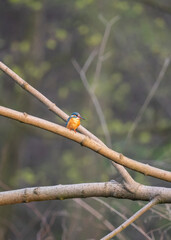 Zimorodek zwyczajny (Alcedo atthis) siedzący na gałęzi nad rzeką, scena dzikiej przyrody © MarcinRoj.Fotografia