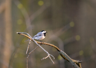 Pliszka siwa (Motacilla alba) siedząca nad wodą, ptak w naturalnym środowisku © MarcinRoj.Fotografia