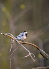 Pliszka siwa (Motacilla alba) siedząca nad wodą, ptak w naturalnym środowisku © MarcinRoj.Fotografia