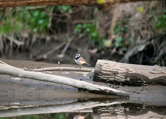 Pliszka siwa (Motacilla alba) siedząca nad wodą, ptak w naturalnym środowisku © MarcinRoj.Fotografia