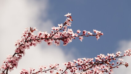 Subtelne piękno wiosennego przebudzenia: kwitnąca gałąź wiśni w delikatnych odcieniach różu, ukazująca harmonię natury i ulotność chwili w miękkim, pastelowym świetle na tle szarego nieba © tomo81