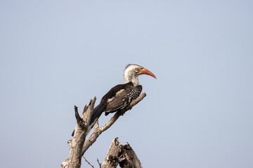 hornbill © Neil