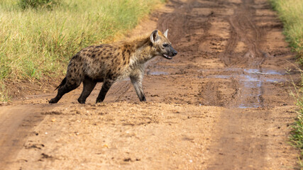 Fototapeta premium hyena crossing a road