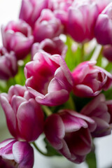 Fototapeta premium Close up of vibrant pink tulips in spring flower bouquet