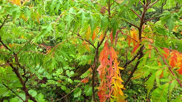 Red autumn leaves of staghorn sumac (Rhus typhina)