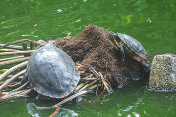 Las tortugas están tomando el sol en la laguna © Alexis Ayala
