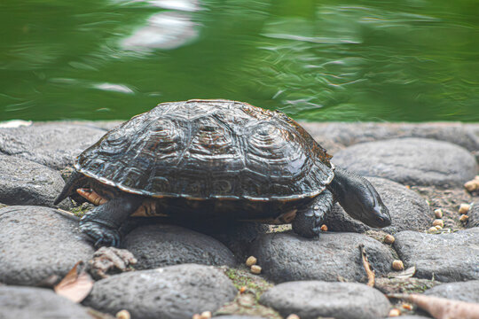 La tortuga est&aacute; buscando comida