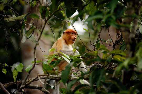 Female Proboscis Monkey (Nasalis larvatus, aka Long-nosed Monkey) in a Tree, viewed through the Fooliage. Abai, Kinabatangan River, Sabah. Borneo, Malaysia