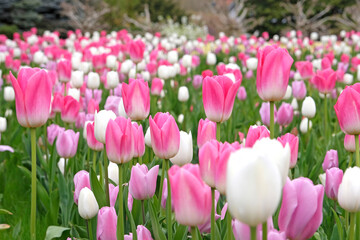 Obraz premium Pink tulipa, tulip ‘Dynasty’, white tulip ‘royal virgin’, and purple tulip ‘mistress’ in flower.