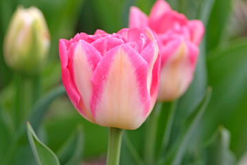 Fototapeta premium Fuchsia Pink and white double tulip, tulipa ‘Danceline’ in flower.