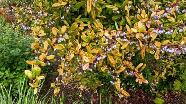 Berries of Berberis vulgaris (common barberry) on a shrub in autumn