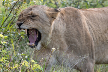 tired lioness © Neil