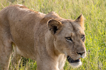 lioness in the grass © Neil