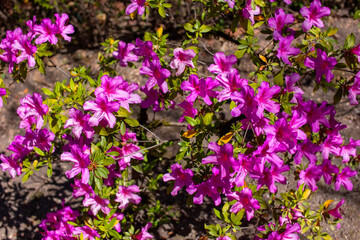Fototapeta premium Vibrant Pink Azalea Flowers Blooming in a Sunny Garden