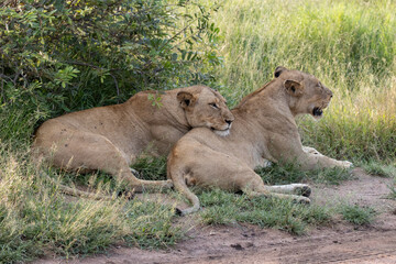 lionesses in the shade © Neil