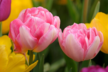 Pink and white double peony tulipa, tulip ‘Foxtrot’ , red tulip ‘Escape’ and purple tulip ‘negrita’ in flower. © Alexandra