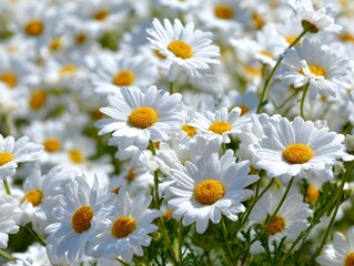 Obraz premium Beautiful field of white daisy flowers blooming in the sun