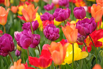 Obraz premium Purple tulip, tulipa ‘negrita double’ in flower.