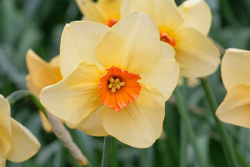 Fototapeta premium Pale yellow and orange Narcissus daffodil ‘Altruist’ in flower.