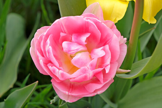 Pink and white double peony tulipa, tulip &lsquo;Foxtrot&rsquo; in flower.