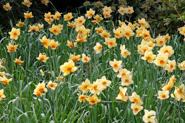 Fototapeta premium Pale yellow and orange Narcissus daffodil ‘Altruist’ in flower.