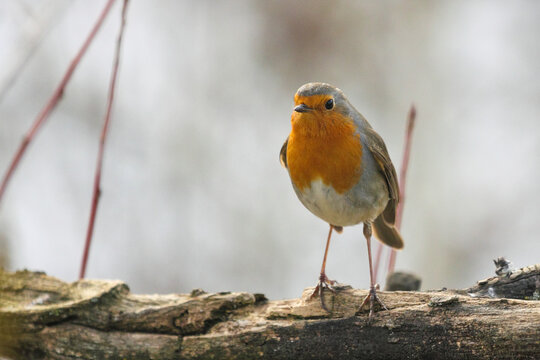 Rouge-gorge pos&eacute; sur un morceau de bois, fond clair et attitude dress&eacute;e